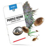 Purple Skunk Samen - Autoflower