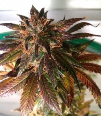 Purple Strawberry Bliss - Alchimia