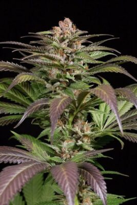 Purps 1 - Alchimia