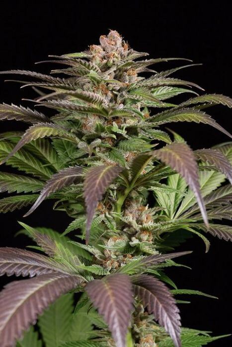 Purps 1 - Alchimia