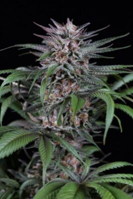 Quick Kush - Alchimia