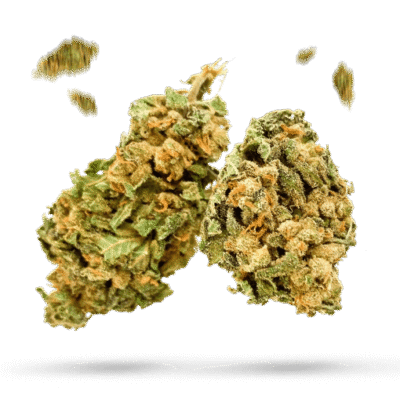 Quick One - Cannabissorte