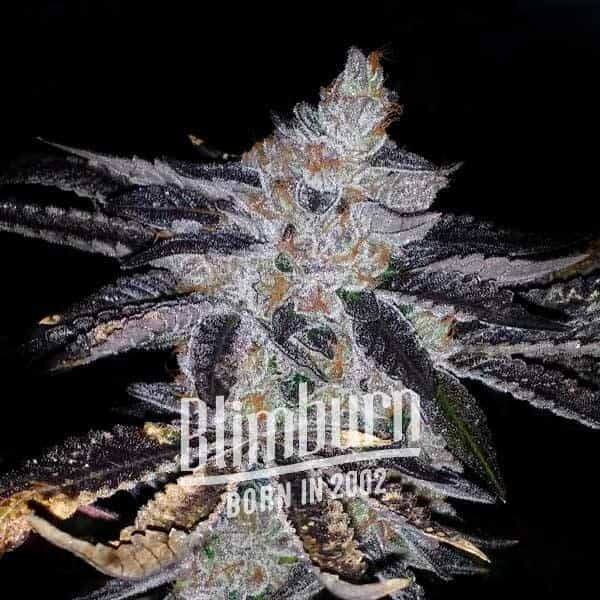 Rosetta Stone - Alchimia