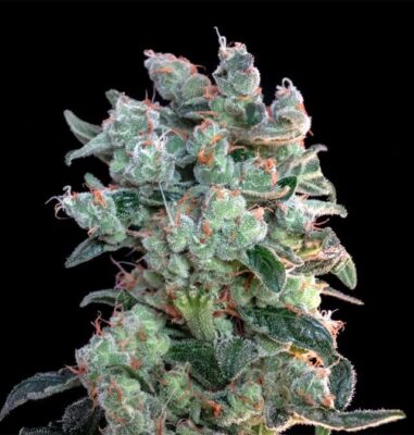 Santa Bilbo - Alchimia