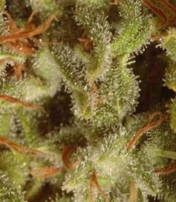 Sativa Champions Pack - Alchimia