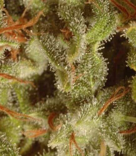 Sativa Champions Pack - Alchimia