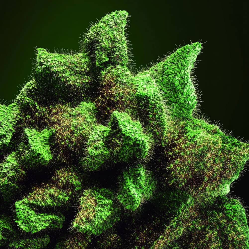 Sativa - Medizinische Cannabisblüten