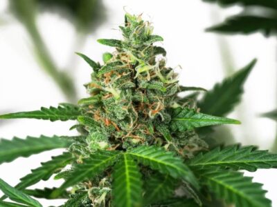 Sensi Amnesia Automatic - Alchimia