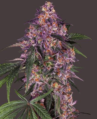 Sensi Purple Kush - Alchimia