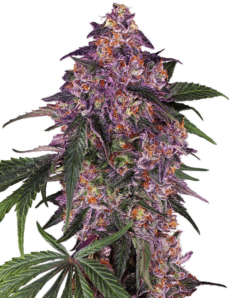 Sensi Purple Kush - Alchimia