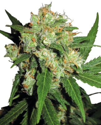 Sensi Skunk - Regular - Alchimia