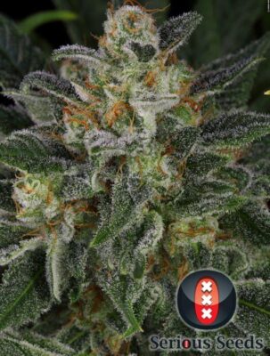Serious Kush - Alchimia