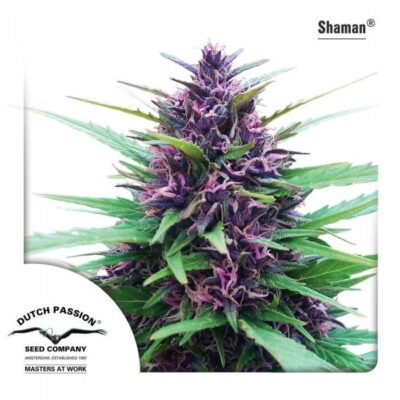 Shaman - Alchimia