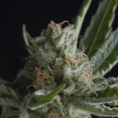 Shark CBD - Alchimia