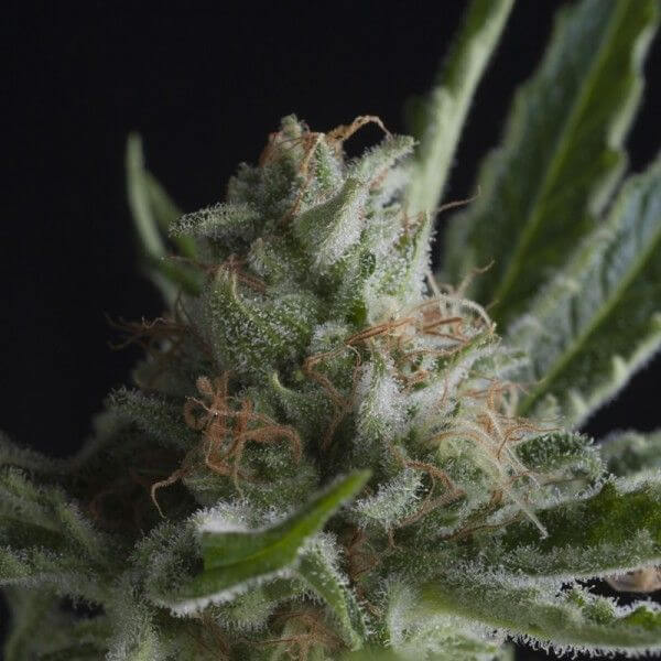 Shark CBD - Alchimia