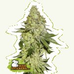 Sherbet