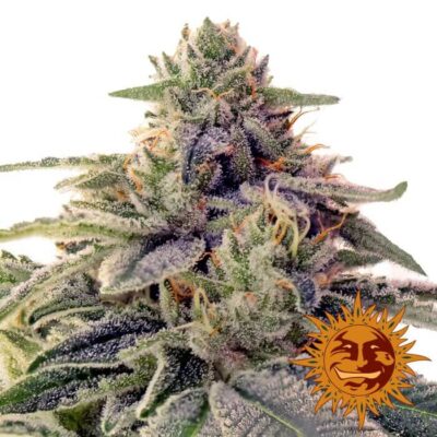 Shiskaberry - Alchimia