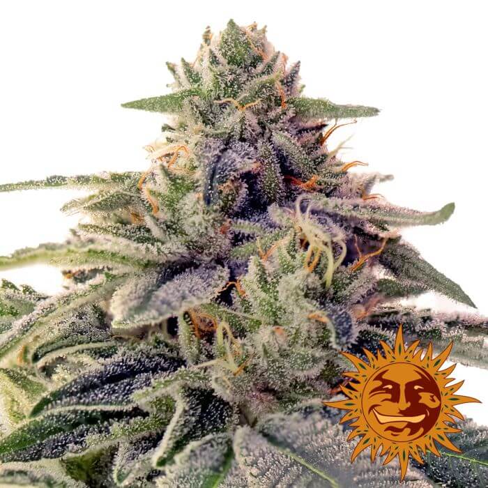 Shiskaberry - Alchimia