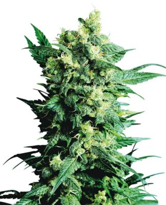 Shiva Shanti II - Regular - Alchimia