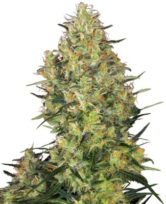 Shiva Skunk - Alchimia