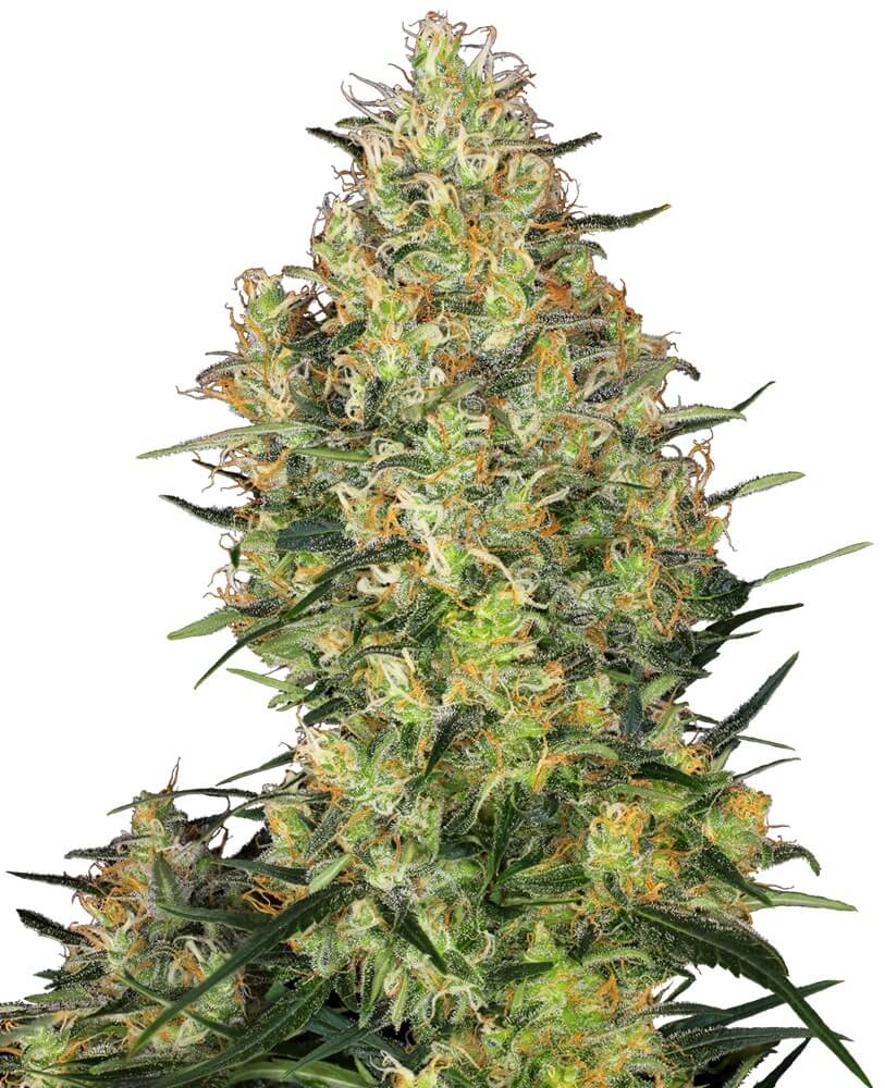 Shiva Skunk - Alchimia