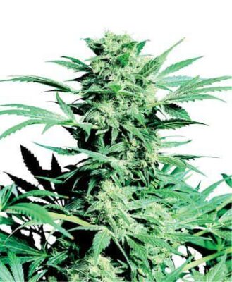 Shiva Skunk - Regular - Alchimia
