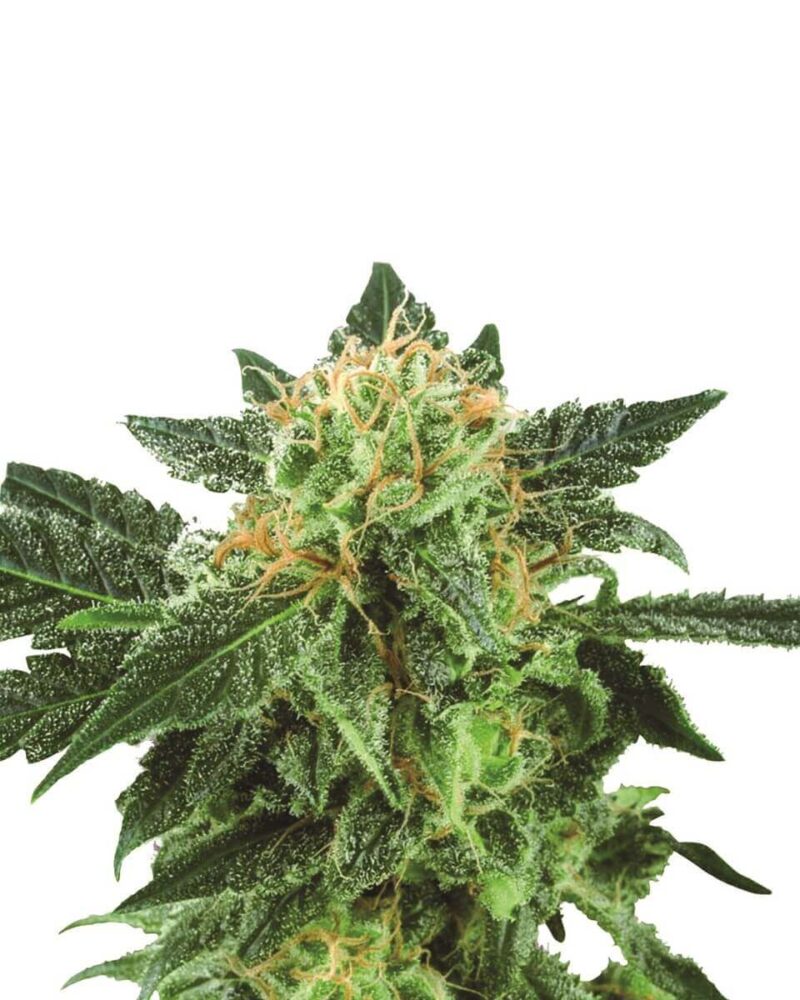 Short Rider Auto - Alchimia