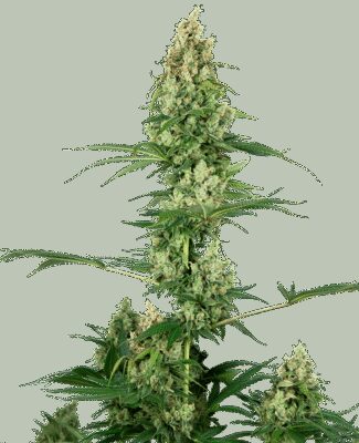 Silver Fire aka Sensi 32 - Alchimia