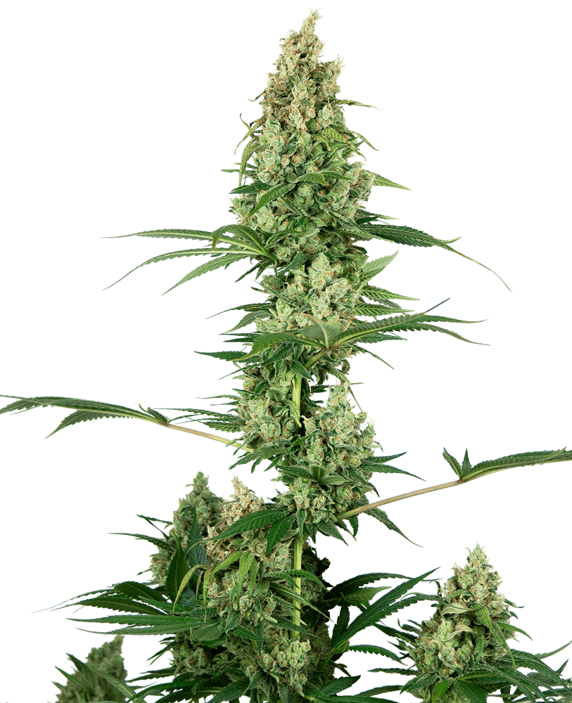 Silver Fire aka Sensi 32 - Alchimia