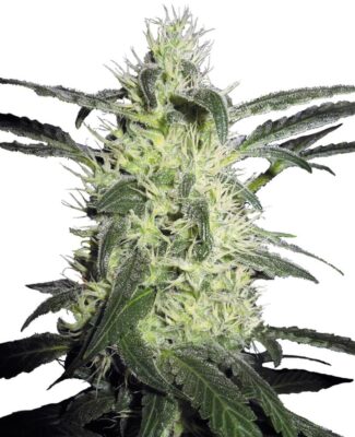 Silver Haze - Alchimia