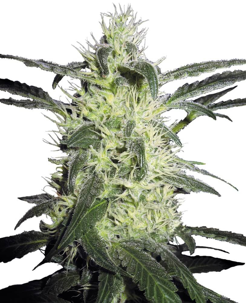 Silver Haze - Alchimia