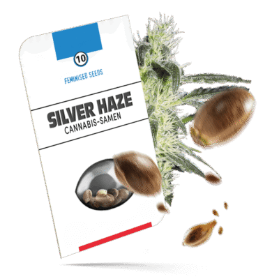 Silver Haze Samen - Feminisiert - Sensi Seeds