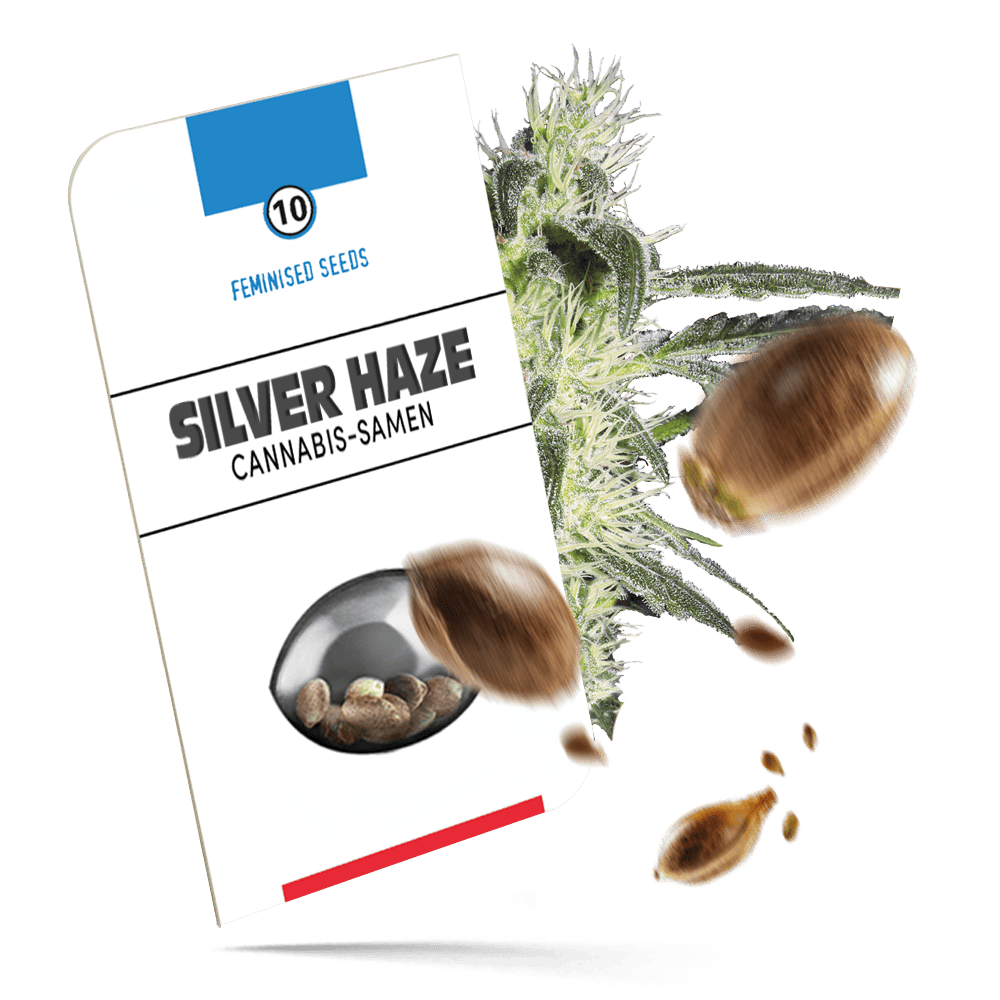 Silver Haze Samen - Feminisiert - Sensi Seeds