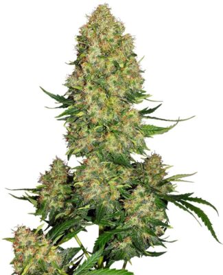 Skunk 1 Auto - Alchimia