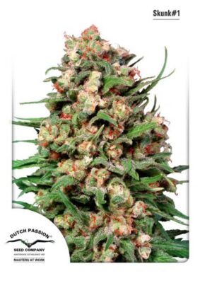 Skunk 1 - Regular - Alchimia