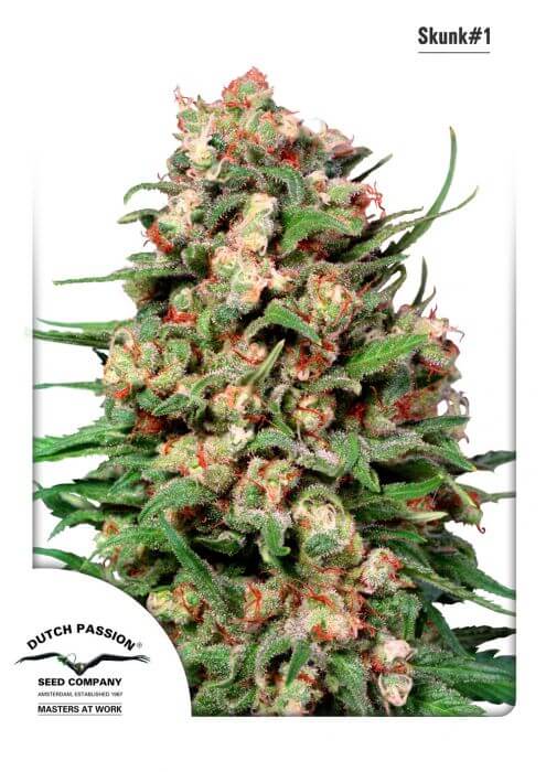 Skunk 1 - Regular - Alchimia