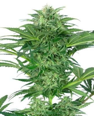 Skunk Dream CBD - Alchimia
