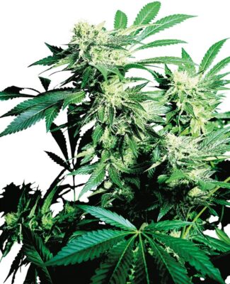 Skunk Kush - Alchimia