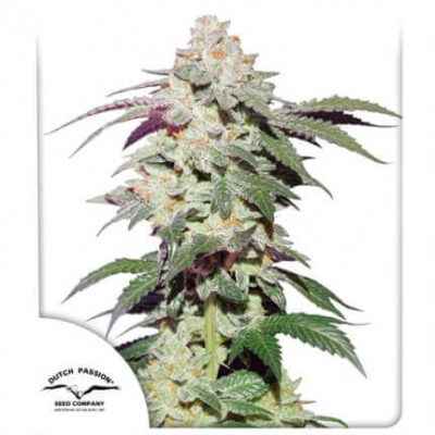 Skywalker Haze - Alchimia