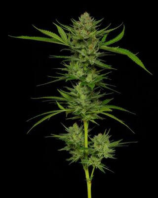 Slightly Stoopid Fruits - Alchimia