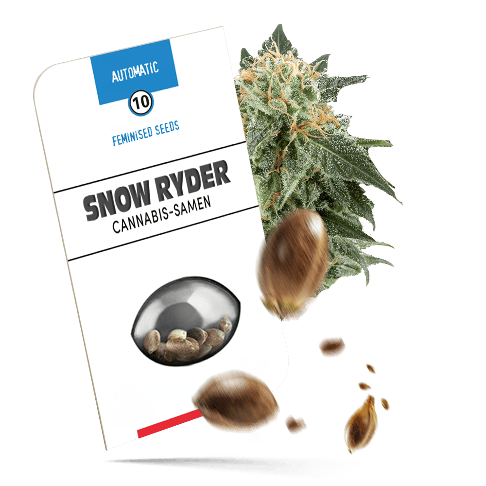 Snow Ryder Samen - Autoflower - Sensi Seeds