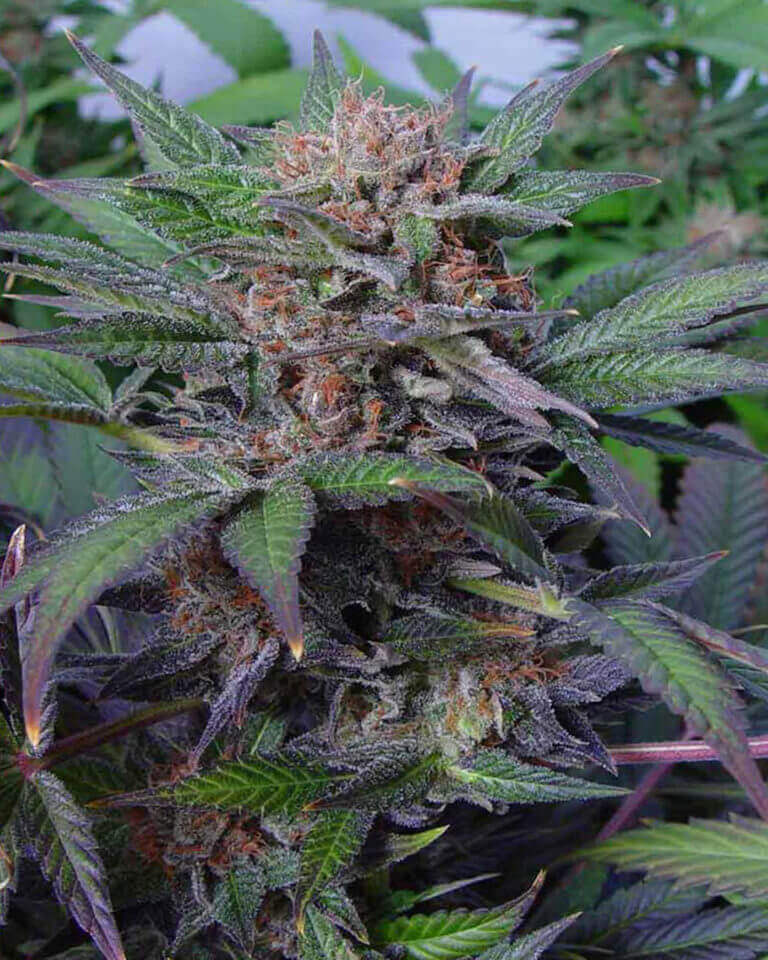 Somango - Alchimia