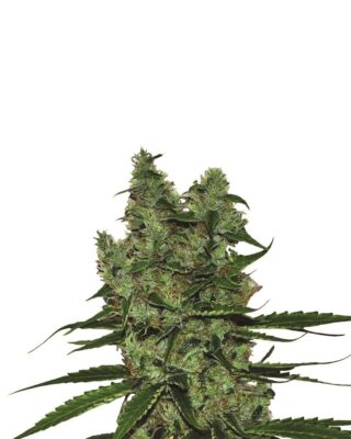 Somango XXL Auto - Alchimia