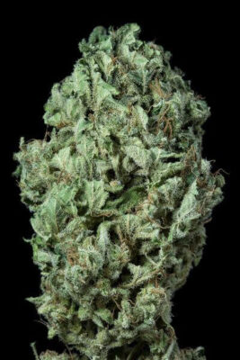 Sour Diesel Auto - Alchimia