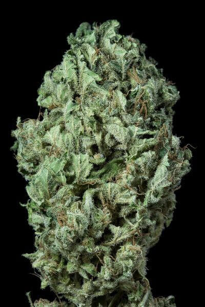 Sour Diesel Auto - Alchimia