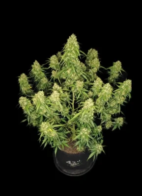 Sour Jealousy Auto - Alchimia
