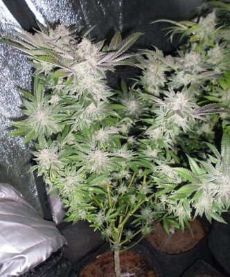 Sour Walker - Alchimia