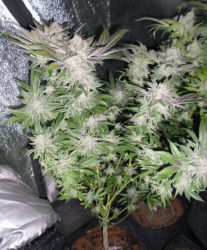 Sour Walker - Alchimia