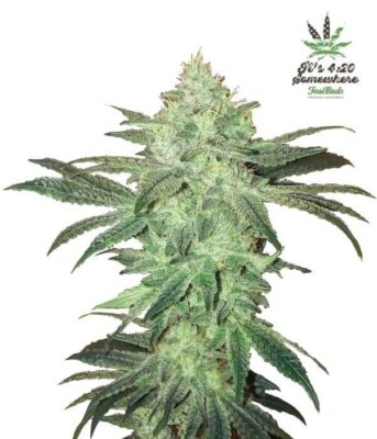 Stardawg Auto - Alchimia