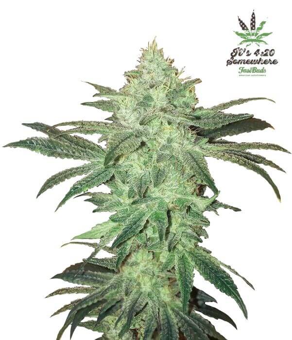 Stardawg Auto - Alchimia